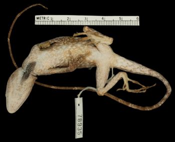 Media type: image;   Herpetology R-78935 Aspect: ventral
